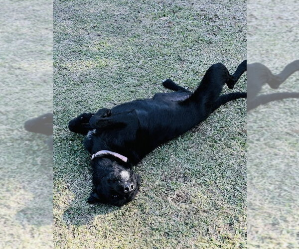 Medium Photo #3 Mutt Puppy For Sale in Valrico, FL, USA