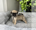 Small Photo #7 Pug Puppy For Sale in FRANKLIN, IN, USA