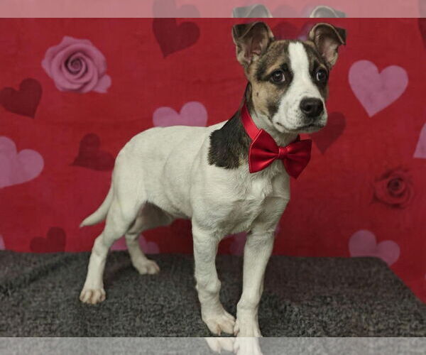 Medium Photo #7 Mutt Puppy For Sale in Talladega, AL, USA