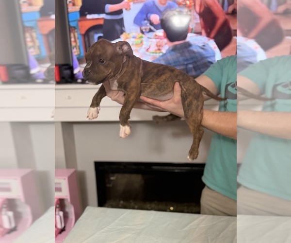 Medium Photo #2 American Bully Puppy For Sale in SAINT JOSEPH, MO, USA