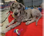 Small #35 Great Dane