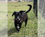 Small Photo #3 Mutt Puppy For Sale in Virginia Beach, VA, USA