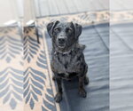 Small #1 Mutt