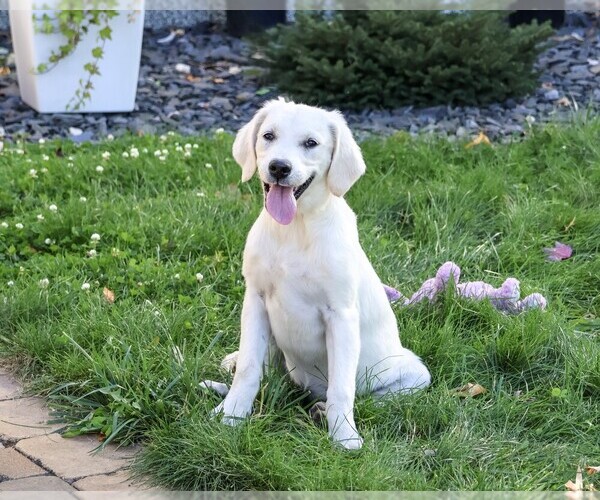 Medium Photo #6 Golden Retriever Puppy For Sale in SYRACUSE, IN, USA