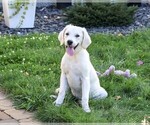 Twinkle - Female Golden Retriever Puppy for Sale - Photo #6