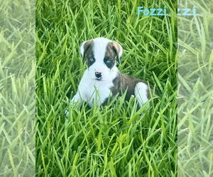 Boxer Dogs for adoption in Dumont, NJ, USA