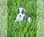 Small Boxer