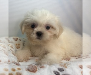 Shih Tzu Puppy for sale in BARNSTABLE, MA, USA