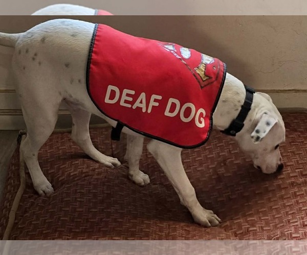 Medium Photo #3 Mutt Puppy For Sale in Visalia, CA, USA