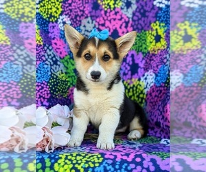 Pembroke Welsh Corgi Puppy for sale in GLEN ROCK, PA, USA