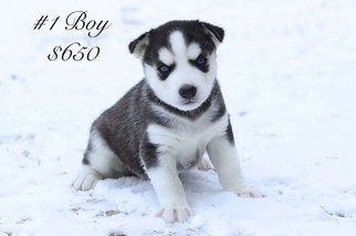 Siberian Husky Puppy for sale in VIOLA, WI, USA
