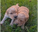 Small Golden Retriever