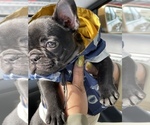 Small Photo #15 French Bulldog Puppy For Sale in SAN LEANDRO, CA, USA