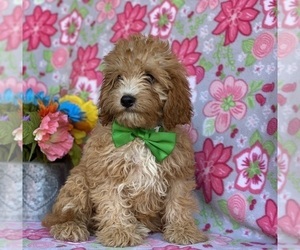 Cavapoo Puppy for sale in LANCASTER, PA, USA