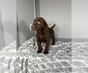 Labrador Retriever Puppy for sale in FRANKLIN, IN, USA