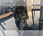 Small #2 Cocker Spaniel