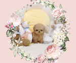 Small Photo #1 Poodle (Toy) Puppy For Sale in Seoul, Seoul, Korea, South