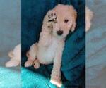 Small Photo #7 Sheepadoodle Puppy For Sale in RIALTO, CA, USA