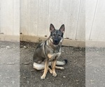 Small Photo #1 German Shepherd Dog Puppy For Sale in SAN ANTONIO, TX, USA