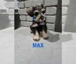 Puppy Max Schnauzer (Miniature)