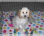 Small #2 Cavapoo-Poodle (Miniature) Mix