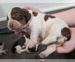 Puppy Percy English Springer Spaniel