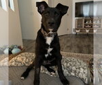 Small #2 Border Collie Mix