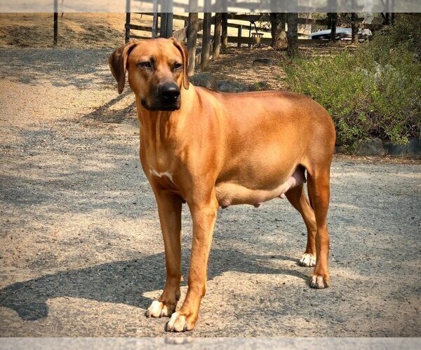 Medium Photo #1 Rhodesian Ridgeback Puppy For Sale in THREE RIVERS, CA, USA