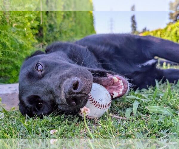 Medium Photo #3 Labrador Retriever-Unknown Mix Puppy For Sale in Clovis, CA, USA