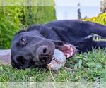 Small #2 Labrador Retriever Mix