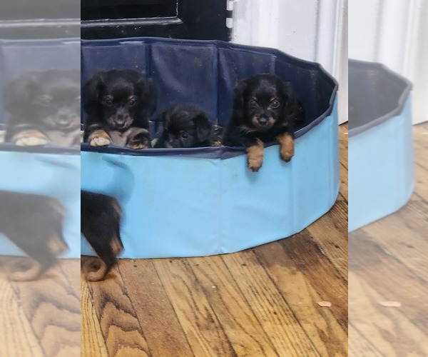 Medium Photo #8 Dachshund Puppy For Sale in DETROIT, MI, USA
