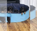 Small #7 Dachshund