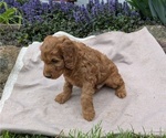 Small Photo #68 Irish Doodle Puppy For Sale in GOSHEN, IN, USA