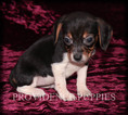 Small Photo #11 Beagle Puppy For Sale in COPPOCK, IA, USA