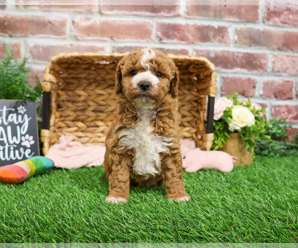 Medium Photo #18 Goldendoodle mix (+ Poodle Miniature) Puppy For Sale in SYRACUSE, IN, USA