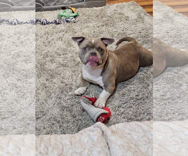 Medium Photo #10 American Bulldog-Unknown Mix Puppy For Sale in Crete, IL, USA