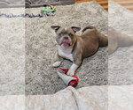 Small #9 American Bulldog Mix