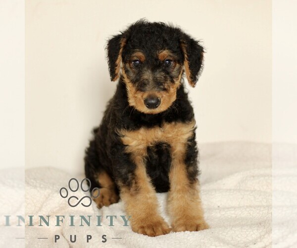 Medium Photo #1 Airedale Terrier Puppy For Sale in HOLTWOOD, PA, USA