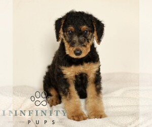 Airedale Terrier Puppy for sale in HOLTWOOD, PA, USA