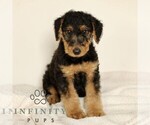 Small Airedale Terrier