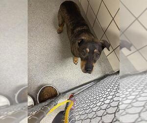American Staffordshire Terrier-Unknown Mix Dogs for adoption in Pasadena, TX, USA