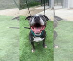 Small #4 American Staffordshire Terrier