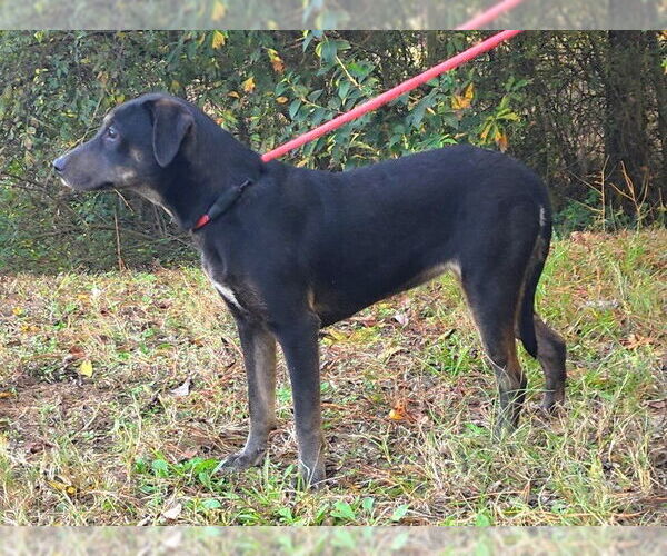 Medium Photo #5 Labrador Retriever-Unknown Mix Puppy For Sale in Wetumpka, AL, USA