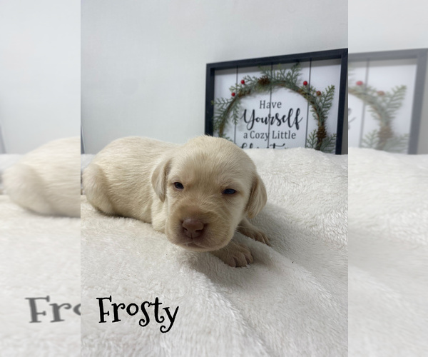Medium Photo #2 Labradoodle Puppy For Sale in KENLY, NC, USA