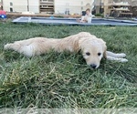 Small Photo #7 Golden Mountain Doodle  Puppy For Sale in BERTHOUD, CO, USA