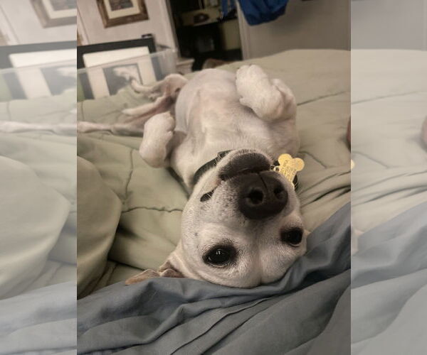 Medium Photo #6 Chihuahua-Unknown Mix Puppy For Sale in Davis, CA, USA