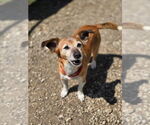 Small #3 Dachshund-Jack Russell Terrier Mix