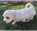 Small Photo #17 Coton de Tulear Puppy For Sale in HUNTINGTN BCH, CA, USA