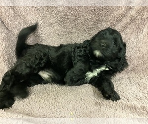 Labradoodle Puppy for sale in CHETEK, WI, USA