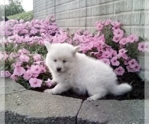 Pomsky Puppy for sale in HOLMESVILLE, OH, USA